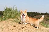 CORGI PEMBROKE 322
